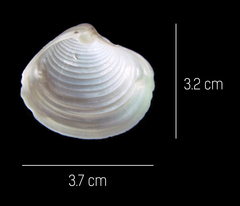 Harvella elegans
