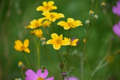 Bidens serrulata