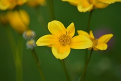 Bidens serrulata
