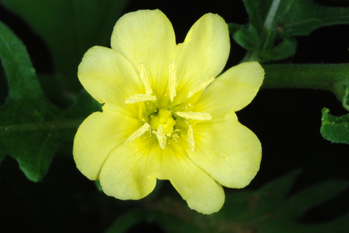 Oenothera laciniata