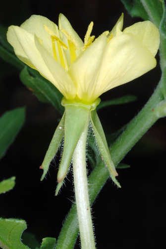Oenothera laciniata