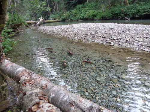 Oncorhynchus nerka