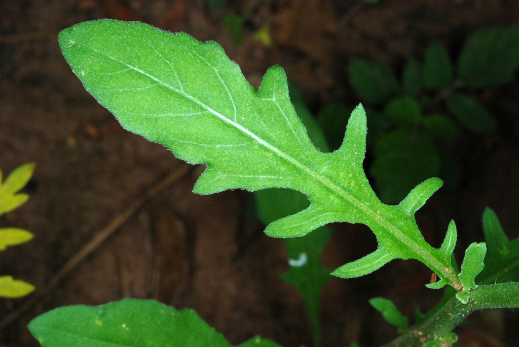 cutleaf evening primrose (Arkansas, Saline) · iNaturalist