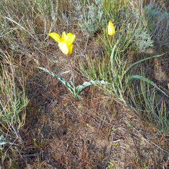 Tulipa lehmanniana, photograph Alexander Dubynin, CC BY, iNaturalist via GBIF