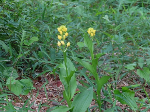 Cephalanthera falcata (Cephalanthera falcata)