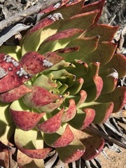 Dudleya brittonii