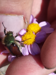 Stegopterus vittatus