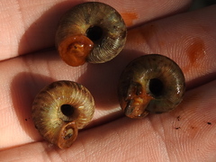 Anguispira strongylodes