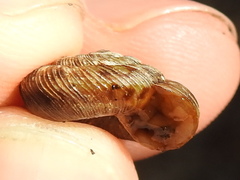 Anguispira strongylodes