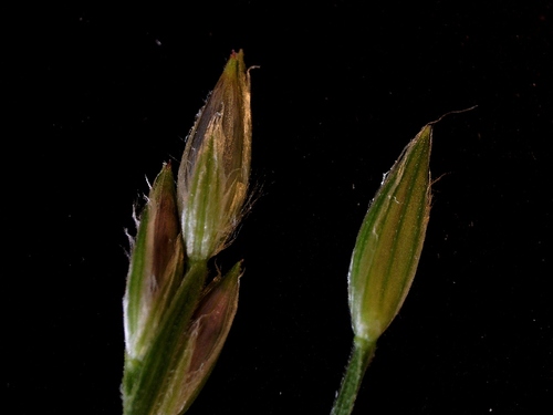 Digitaria ciliaris