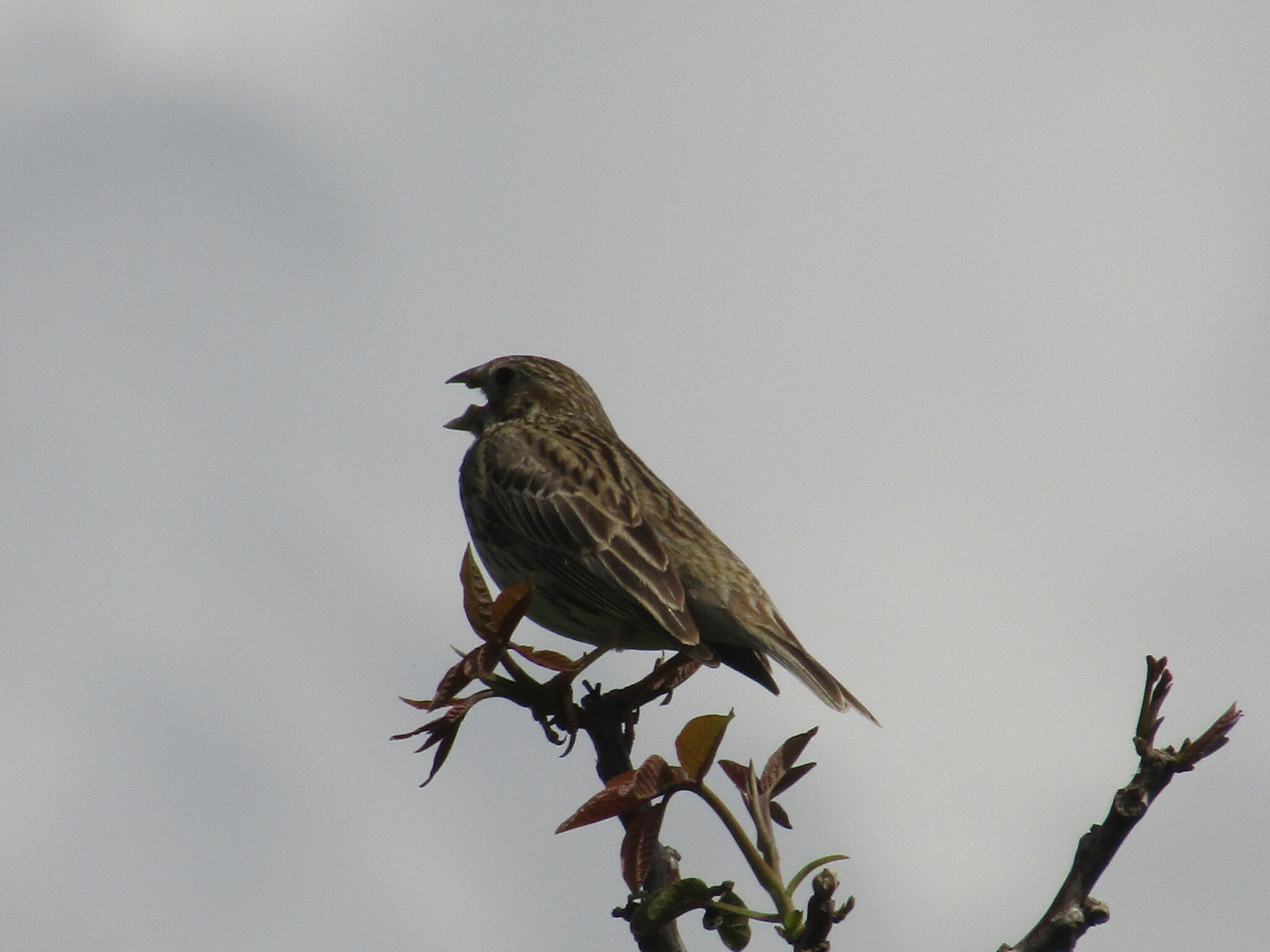 Corn Bunting