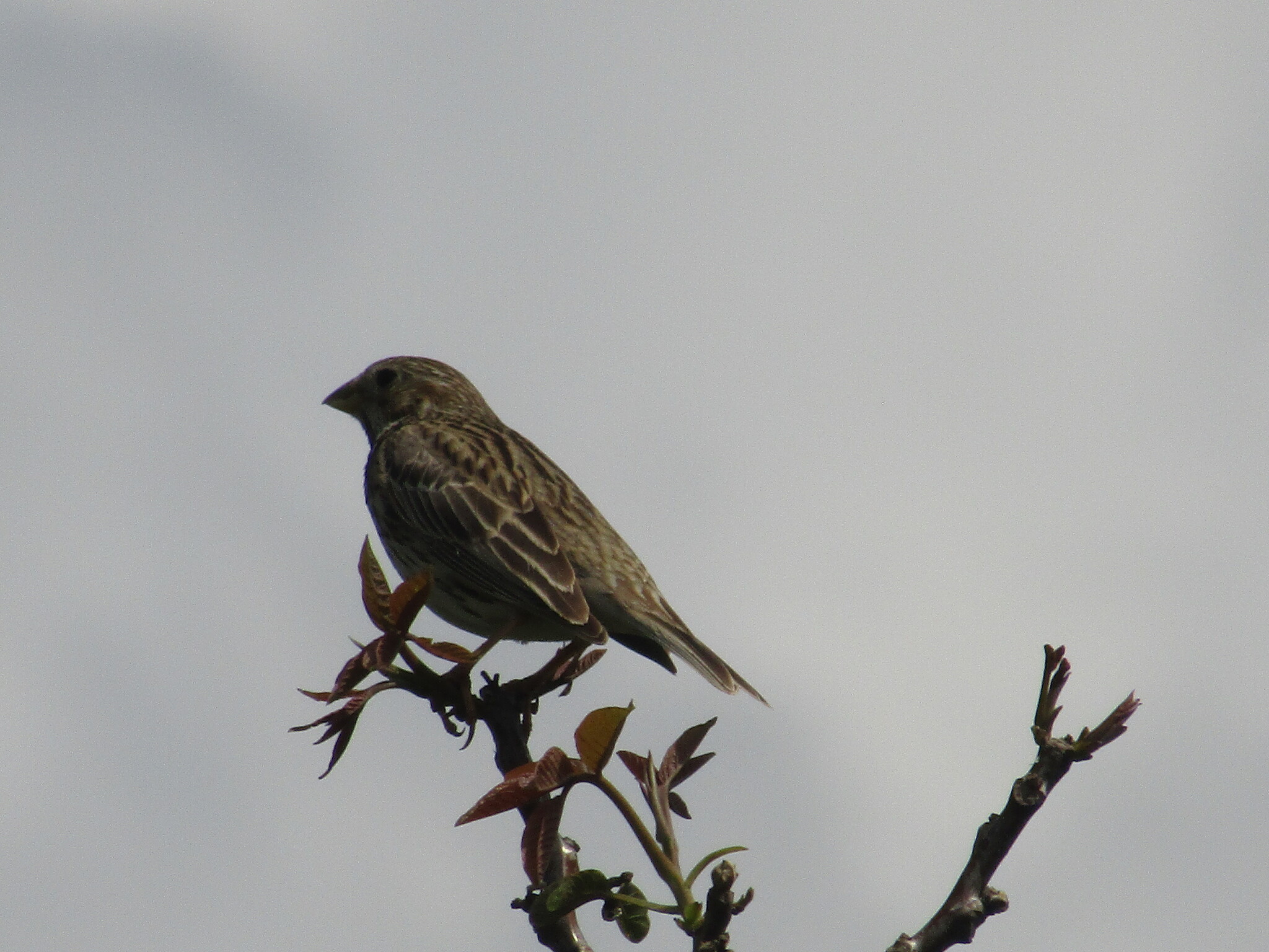 Corn Bunting