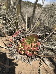 Dudleya brittonii