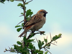 Passer rufocinctus