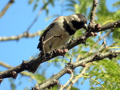 Passer melanurus vicinus