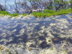 Isolepis digitata