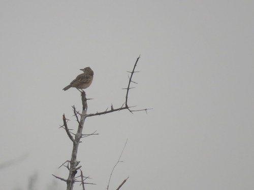 Alaudidae