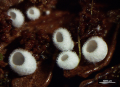 Flagelloscypha austrofilicis