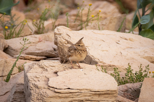 Crested Lark