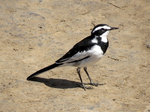 Motacilla aguimp