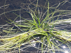 Isolepis digitata