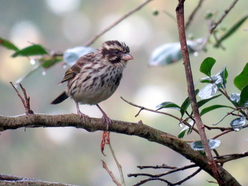 Crithagra striolata