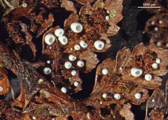 Flagelloscypha austrofilicis