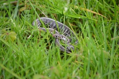 Thamnophis scaliger