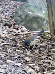 Pterorhinus courtoisi