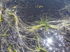 Isolepis digitata