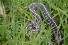 Thamnophis scaliger