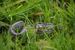 Thamnophis scaliger