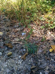 Arabidopsis arenosa