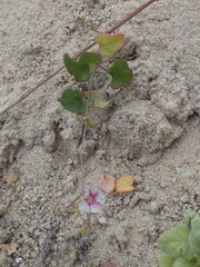 Commicarpus brandegeei