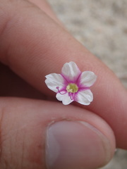 Commicarpus brandegeei