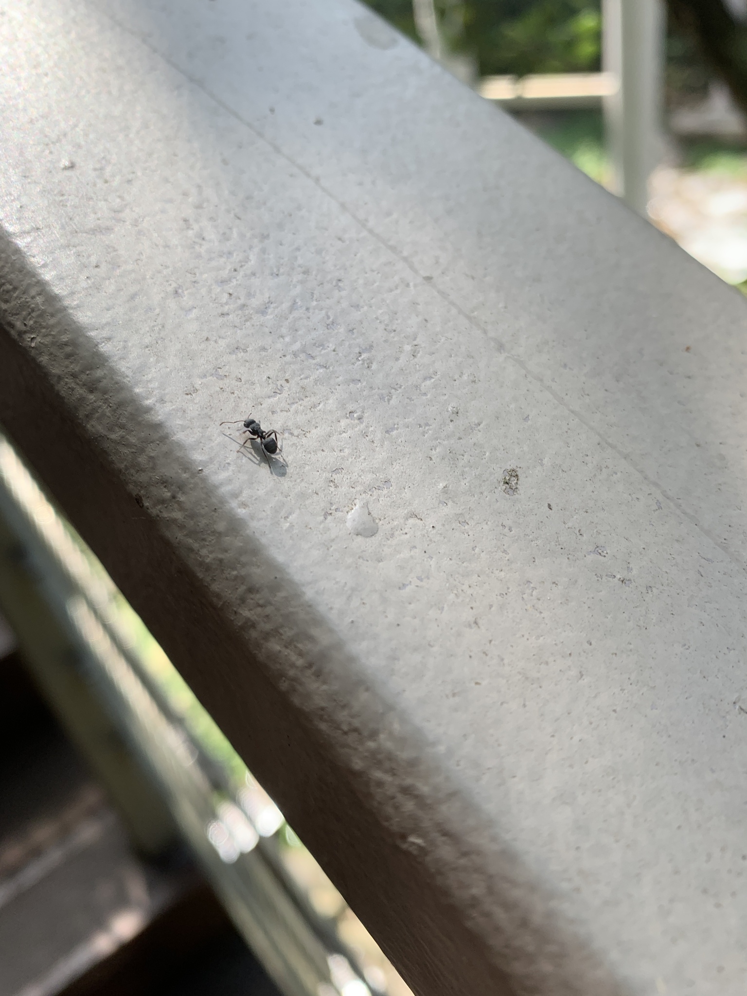 Camponotus selene