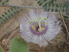 Passiflora pentaschista