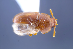 Pentaphyllus testaceus