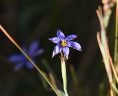 Sisyrinchium halophilum