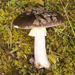 Southern Beech Amanita - Photo (c) Jerry Cooper, some rights reserved (CC BY), uploaded by Jerry Cooper