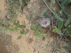 Passiflora pentaschista