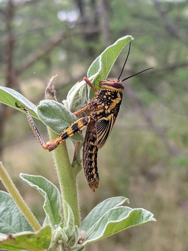 Sudan tree locust