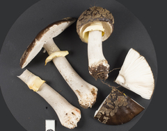 Amanita nothofagi