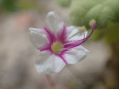 Commicarpus brandegeei