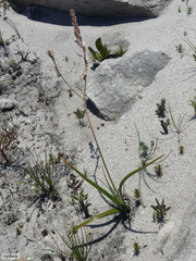 Trachyandra tabularis