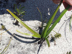 Trachyandra tabularis