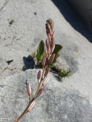 Trachyandra tabularis