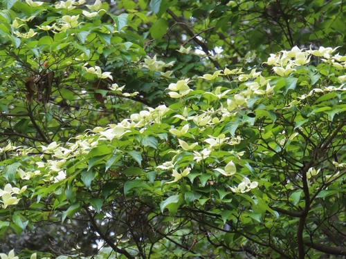 Cornus kousa