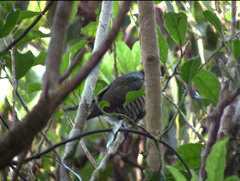 Chrysococcyx lucidus lucidus