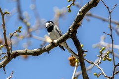 Motacilla alba